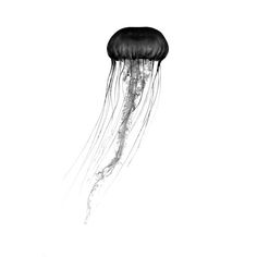 a black and white photo of a jellyfish