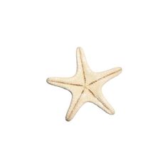 a white starfish on a white background