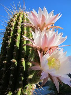 a large cactus with pink flowers in front of a blue sky