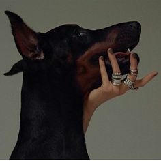 a woman's hand touching the nose of a black and tan doberman dog