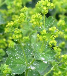 green leaves with drops of water on them