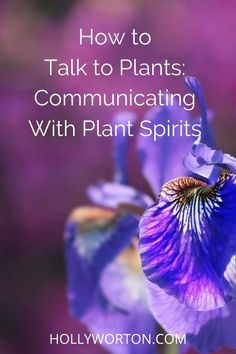 purple flowers with the words how to talk to plants communicating with plant spirits