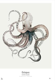 an ink drawing of an octopus