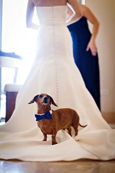 a dachshund dog wearing a blue bow tie standing in front of a bride