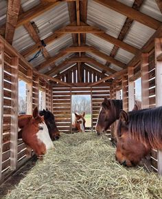 three horses are eating hay in a stable with wooden walls and beams on the roof