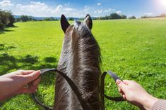 a person is holding the bridle of a horse while it's being petted