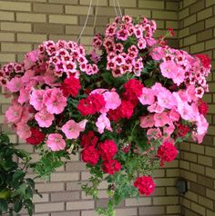 pink and red flowers hanging from a brick wall