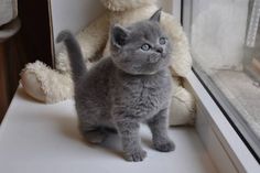 a gray kitten standing next to a white teddy bear on a window sill with its paw in the air