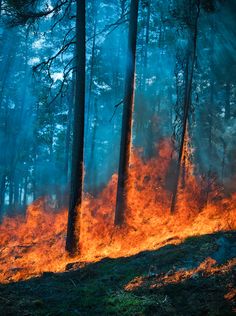 a forest filled with lots of tall trees covered in bright orange fire blazing through the air