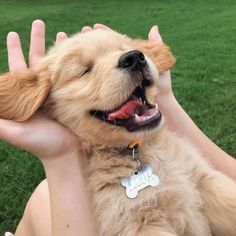 a person holding a small dog in their arms with its mouth open and it's tongue out