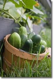 cucumbers are in a basket on the grass