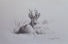 a drawing of a deer laying in the grass