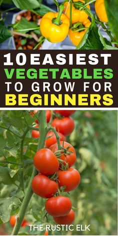 tomatoes growing on the vine with text overlay reading 10 best vegetables to grow for beginners