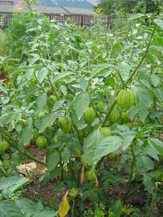 a large green plant with lots of leaves in the middle of a garden, and mountains in the background