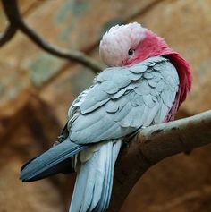 a pink and white bird sitting on top of a tree branch