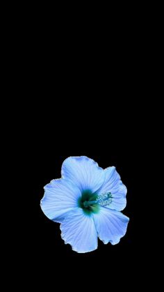 a single blue flower is in the dark