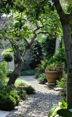 an outdoor garden with gravel path and potted trees