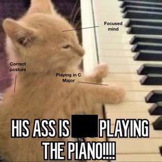 Goofy Cats, Silly Kitty, Silly Kitties, Playing Piano, Silly Images, Silly Goofy, Silly Animals