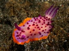 an orange and purple fish with black dots on it's body