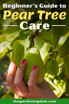 the beginner's guide to pear tree care