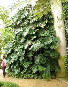 a woman standing next to a tall green plant