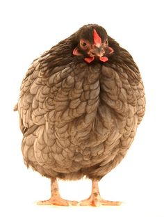 a brown chicken standing on top of a white floor