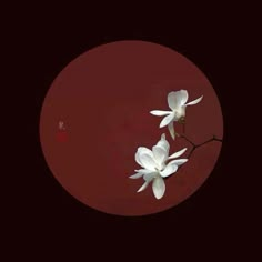 two white flowers sitting on top of a red circle with chinese characters in the background