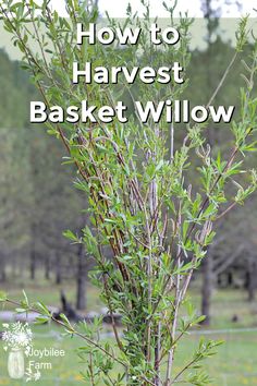 an image of a basket willow plant in the grass with text overlay reading how to harvest harvest basket willow