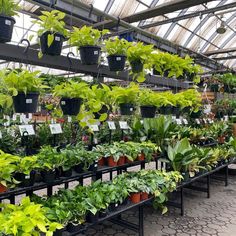 many potted plants are in the greenhouse