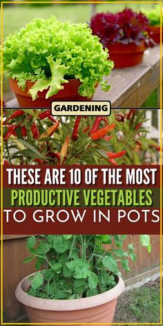 there are 10 of the most produce vegetables to grow in pots on the deck or patio