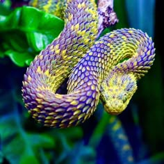 a purple and yellow snake curled up on top of green leaves