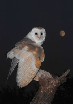 an owl sitting on top of a tree branch at night with the moon in the background