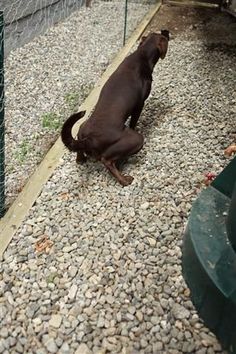 a brown dog sitting on top of a gravel covered ground next to a green fence