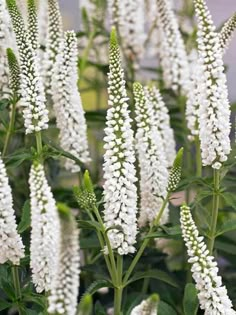 white flowers with green leaves in the background