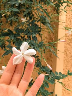 a hand is holding a small white flower