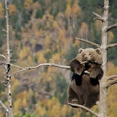 a brown bear standing on its hind legs in a tree with fall colored trees behind it