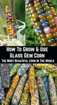 how to grow and use glass corn in the world