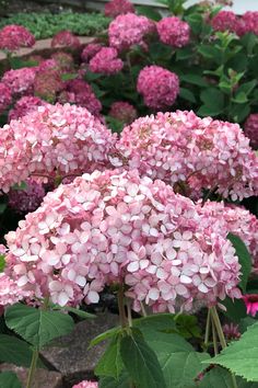 pink flowers are blooming in the garden