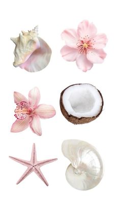 various seashells and starfish on a white background with pink flowers in the middle