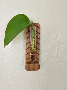 a green plant in a glass vase on a wooden shelf with a white wall behind it