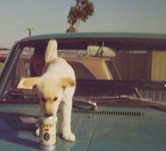 a dog standing on the hood of a car with a can in it's mouth