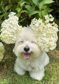 a small white dog sitting in the grass with flowers on its head and tongue out