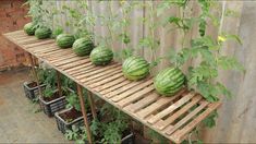 several watermelons are lined up on a wooden shelf