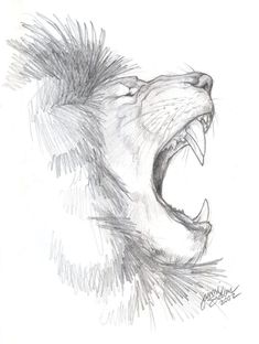 a pencil drawing of a lion's head with its mouth open and it's teeth