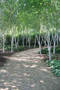 a dirt road surrounded by lots of trees