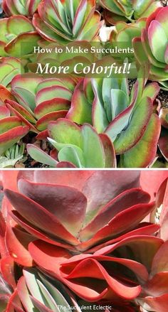 red and green plants with the words how to make succulents more colorful