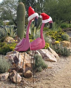 two pink flamingos wearing santa hats standing next to a cactus