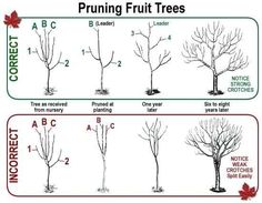 four different types of trees are shown in this diagram, with the names and numbers on them