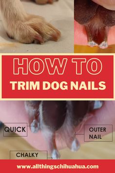 how to trim dog nails with pictures and instructions