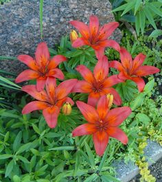 red flowers are blooming in the garden next to some rocks and green plants on the ground